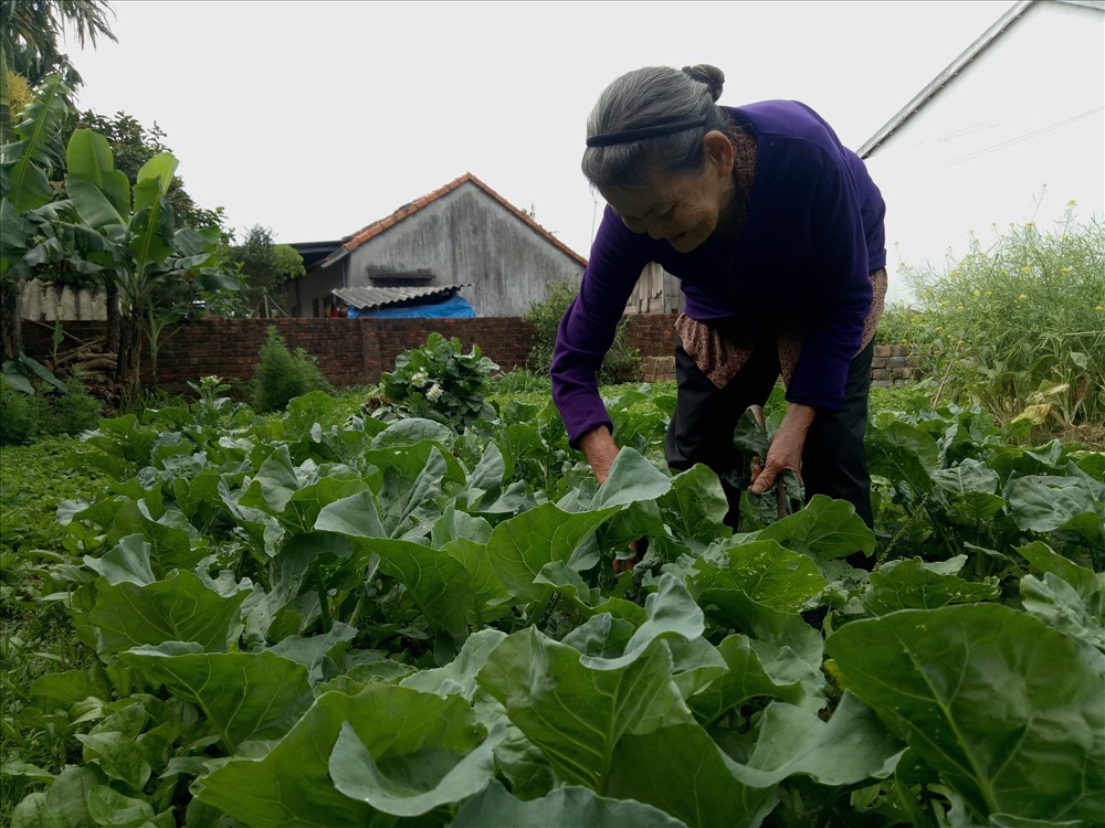 Bà Nguyễn Thị Chẩm nhổ rau cho bò ăn. Ảnh: T.H