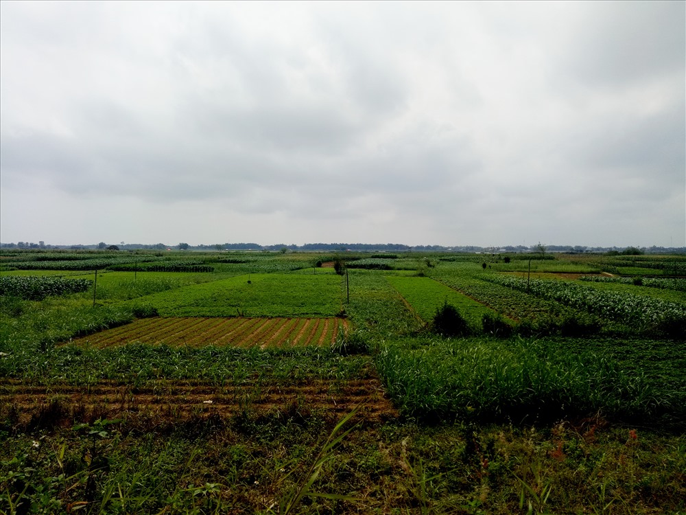 Chán nản vì giá rau rớt thảm, hàng trăm nông dân Quảng Ngãi không buồn ra đồng thu hoạch rau. Ảnh: T.H