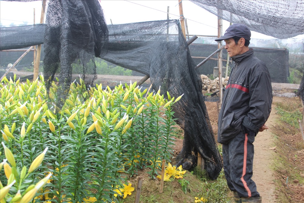  Ông Đỗ Văn Tuynh  (70 tuổi, cụm 5, xã Hạ Mỗ) cho biết:  “Đầu tư 2 tỷ vào hai thửa ruộng tại khu vực cánh đồng Hạ Mỗ với gần 6 vạn gốc ly chưa kể trồng cụ tái sinh sau Tết. Tuy nhiên, trước Tết chỉ cho thu hoạch 40%, còn lại hầu hết là hoa ly nở muộn hoặc có những ruộng hoa nở bung, không thể mang bán được. Ước tính 500-600 triệu đồng đang nằm trên mặt ruộng này. Nhìn chung, người dân Tây Tựu trồng hoa trên đất Hạ Mỗ này chủ yếu là lỗ và hòa vốn, chứ lãi rất ít”