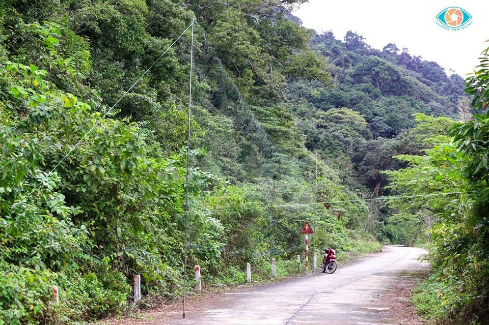 Tấm lưới rộng cả trăm mét công khai giăng dọc lối đi bên mép rừng để bẫy chim - ảnh Vuong Van Dung