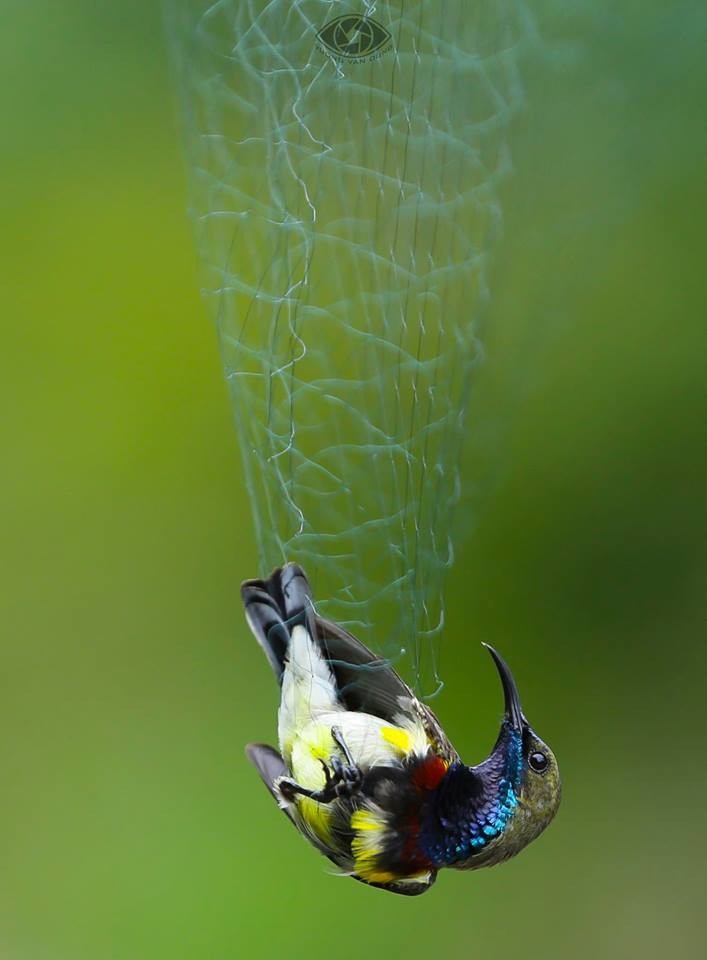 Một con chim hút mật khác bị dính lưới trong cùng thời điểm- ảnh Vuong Van Dung