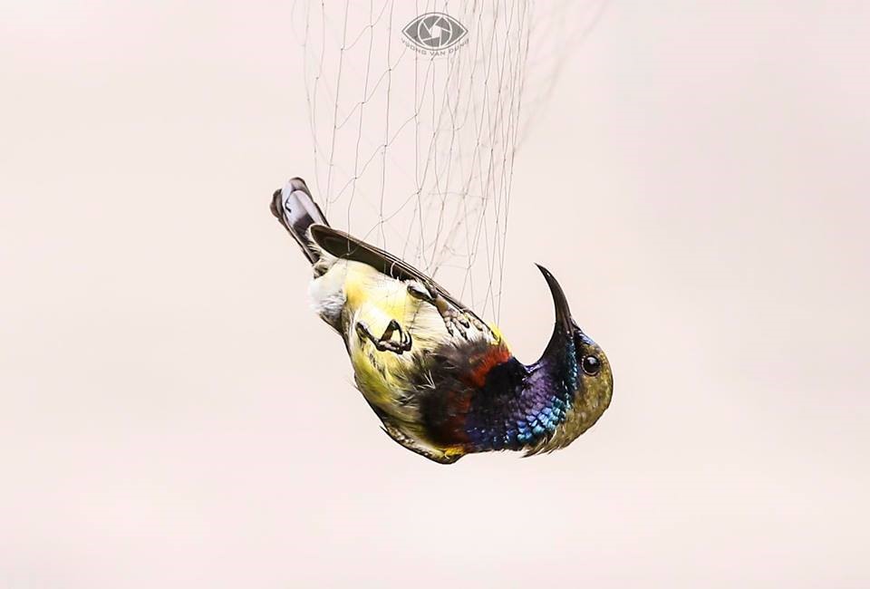 Một con chim hút mật cổ xanh bị dính lưới tại Khu BTTN Sơn Trà - ảnh Vuong Van Dung