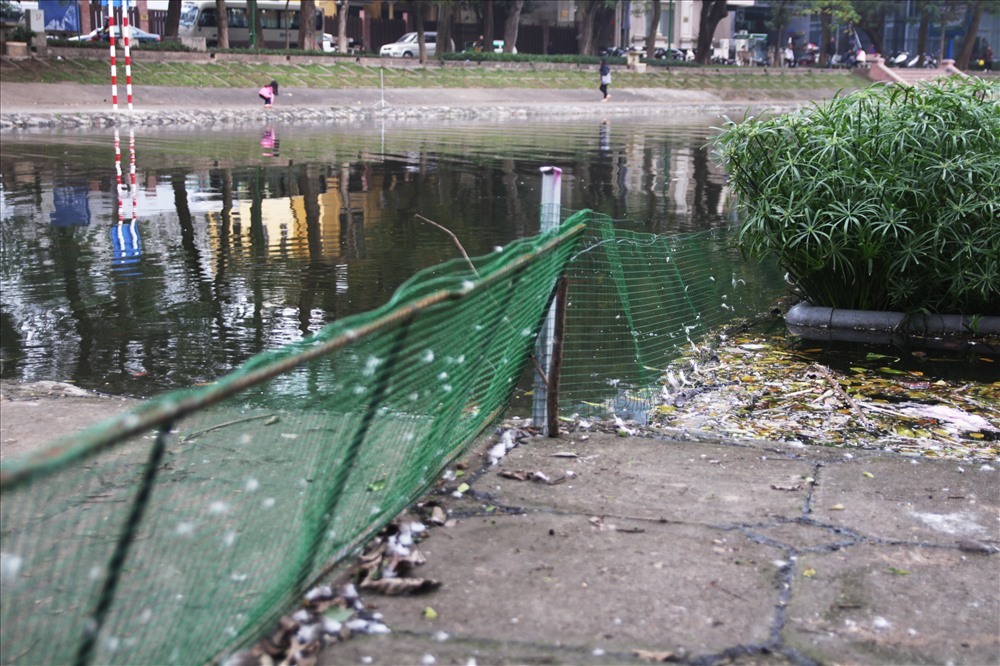Thay vì để đàn thiên nga tự do bơi lội từ sáng tới tối, công ty thoát nước Hà Nội đã cho quây lưới một góc hồ Thiền Quang để buổi tối “lùa” thiên nga vào chuồng. 