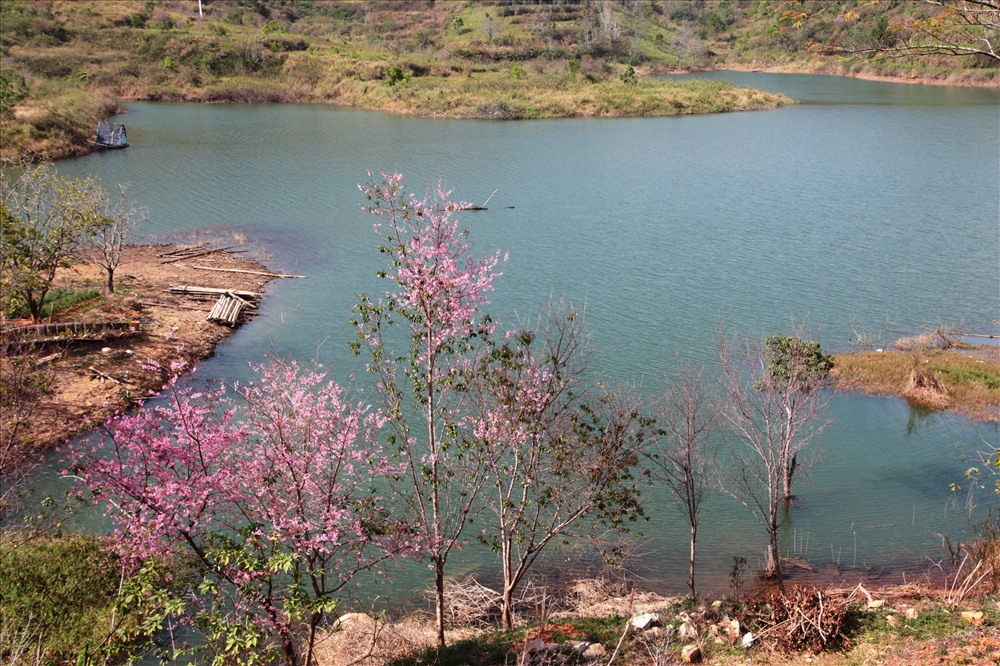 Hoa mai anh đào nở một khu du lịch ven hồ Tuyền Lâm (Ảnh K.Q)