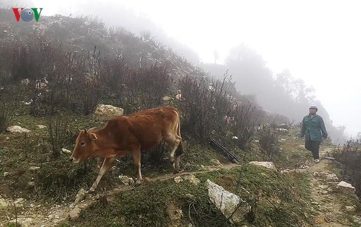 Để đảm bảo an toàn cho đàn gia súc, chính quyền địa phương vận động người dân đưa tất cả trâu, bò về nhà nuôi nhốt.