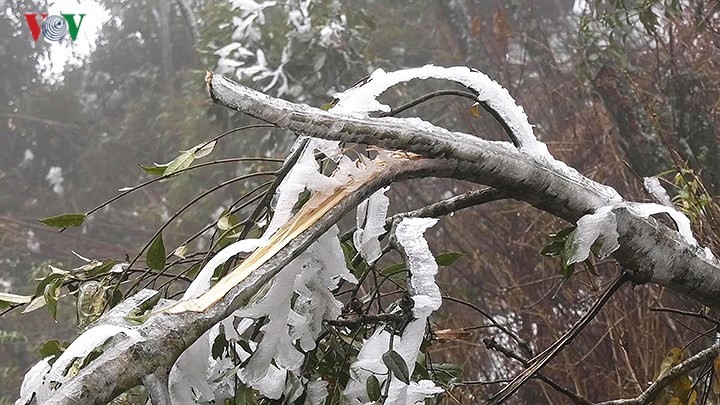 Không ít cây bị gãy đổ do không chịu được sức nặng của băng tuyết mỗi lúc dày thêm.