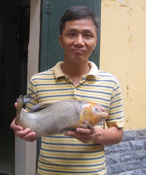 Cá Anh Vũ đầu vàng không thuần chủng từ 4-6kg.