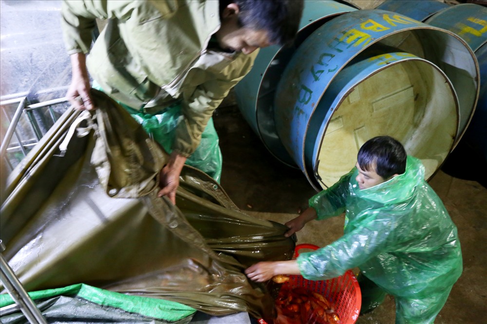 Cá chép ở chợ Yên Sở được đem về từ các tỉnh lân cận Hà Nội như Hải Dương, Hà Nam, Phú Thọ...