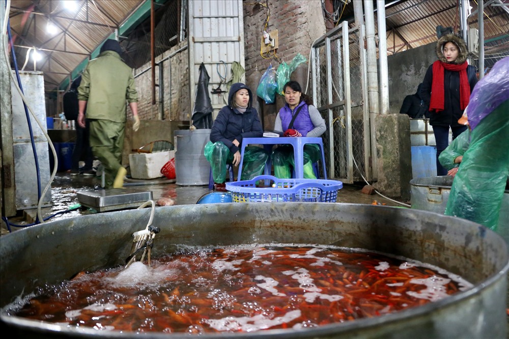 Năm nay cá chép vàng có giá 150.000 đồng/kg, cá chép đỏ đắt hơn một chút với giá 200.000 đồng/kg.      Năm nay cá chép vàng có giá 150.000 đồng/kg, cá chép đỏ đắt hơn một chút với giá 200.000 đồng/kg.