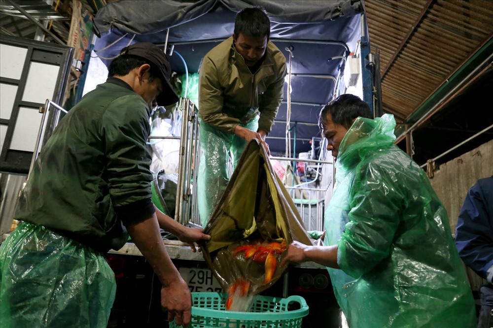 Tại khu chợ đầu mối cung cấp cá Yên Sở (Hoàng Mai, Hà Nội), mấy ngày nay lúc nào cũng nhộn nhịp người ra người vào