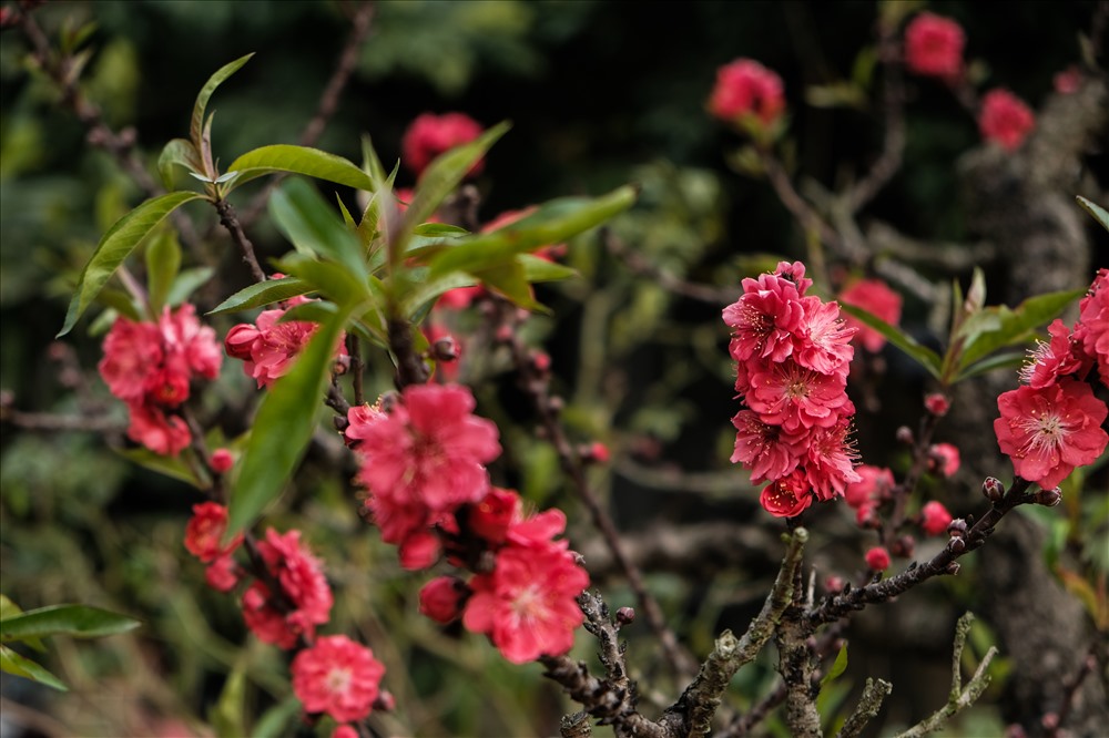 Đào được chăm sóc quanh năm để kịp nở hoa vào dịp tết Nguyên Đán.