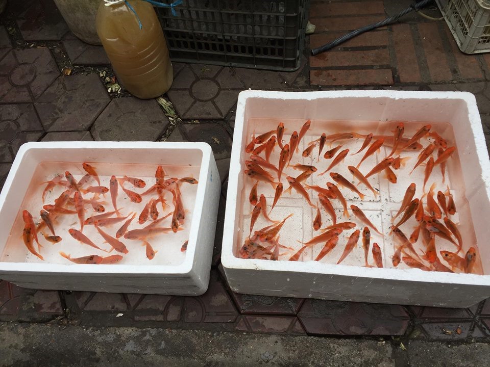 Mặc dù chỉ còn 2 ngày nữa sẽ đến ngày 23 tháng Chạp cúng ông Công, ông Táo nhưng giá cá chép tại các chợ vẫn không tăng đáng kể trung bình 40 - 50 nghìn/ bộ/ 3 con.
