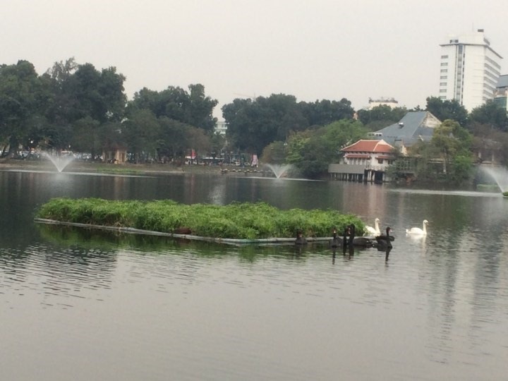 Những con thiên nga tung tăng bơi lội tại hồ Thiền Quang. Ảnh TV