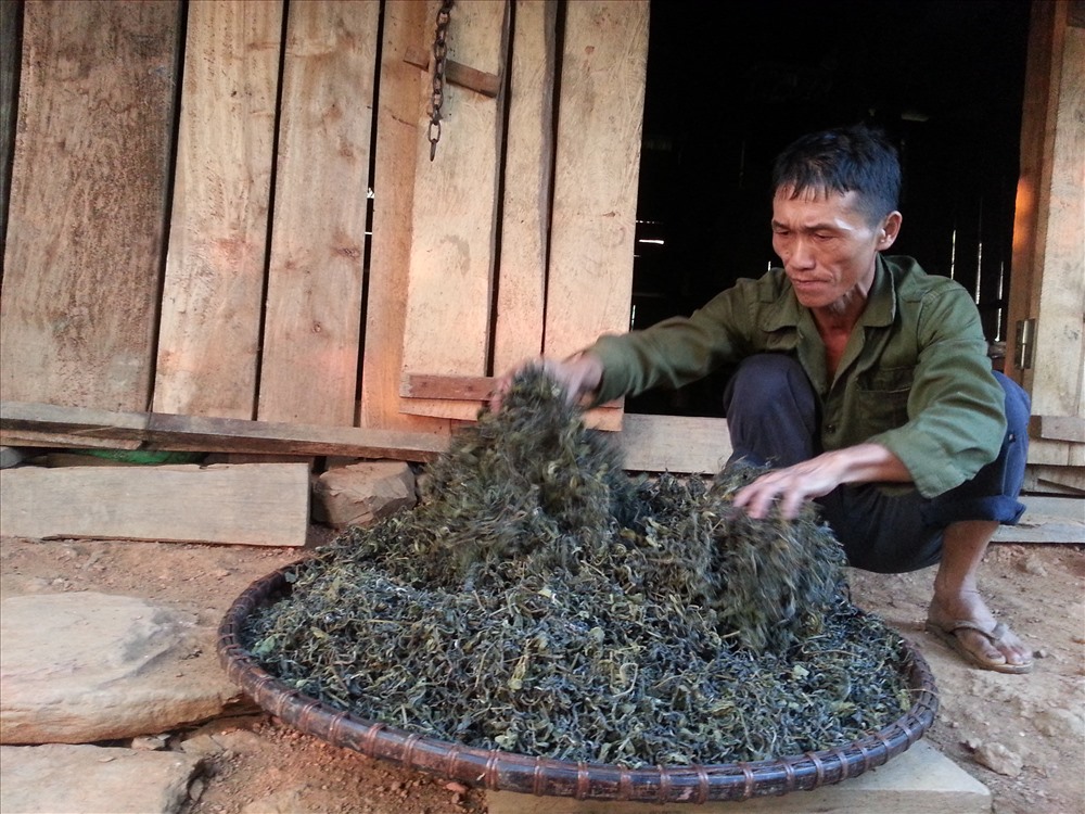 Sản xuất trà shan tuyết Khau Mút xã Thổ Bình, huyện Lâm Bình, tỉnh Tuyên Quang.