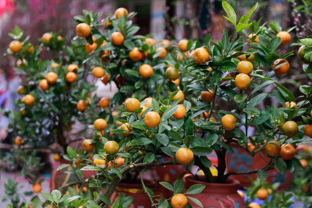 Quất bonsai kích cỡ nhỏ được ưa chuộng.