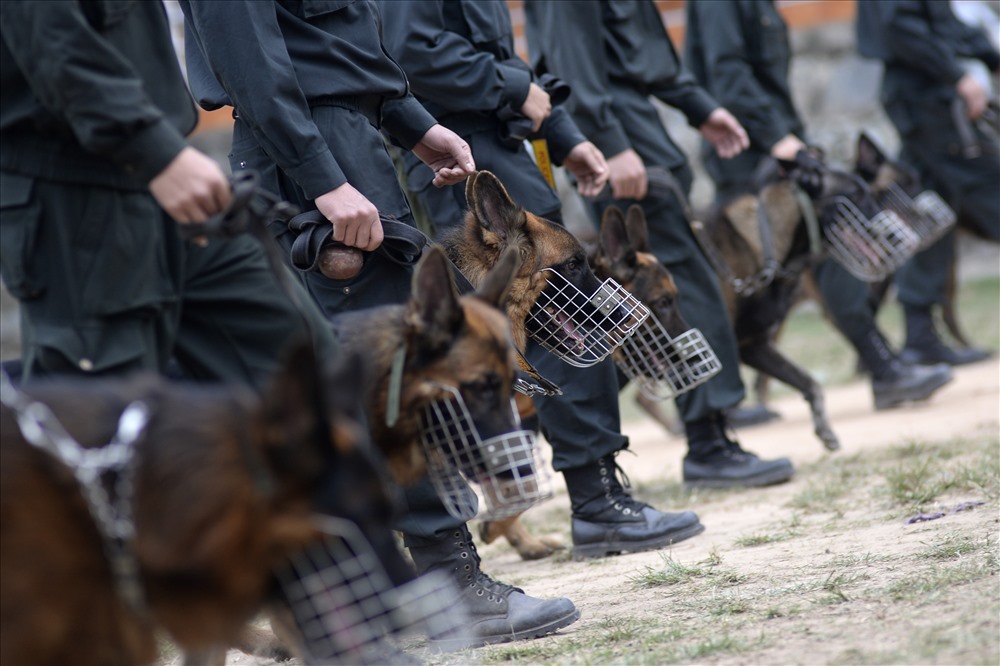 Đây là đơn vị cung cấp chó nghiệp vụ cho các đơn vị Công an. Các chú chó ở đây đều được đeo rọ mõm để bảo đảm an toàn.