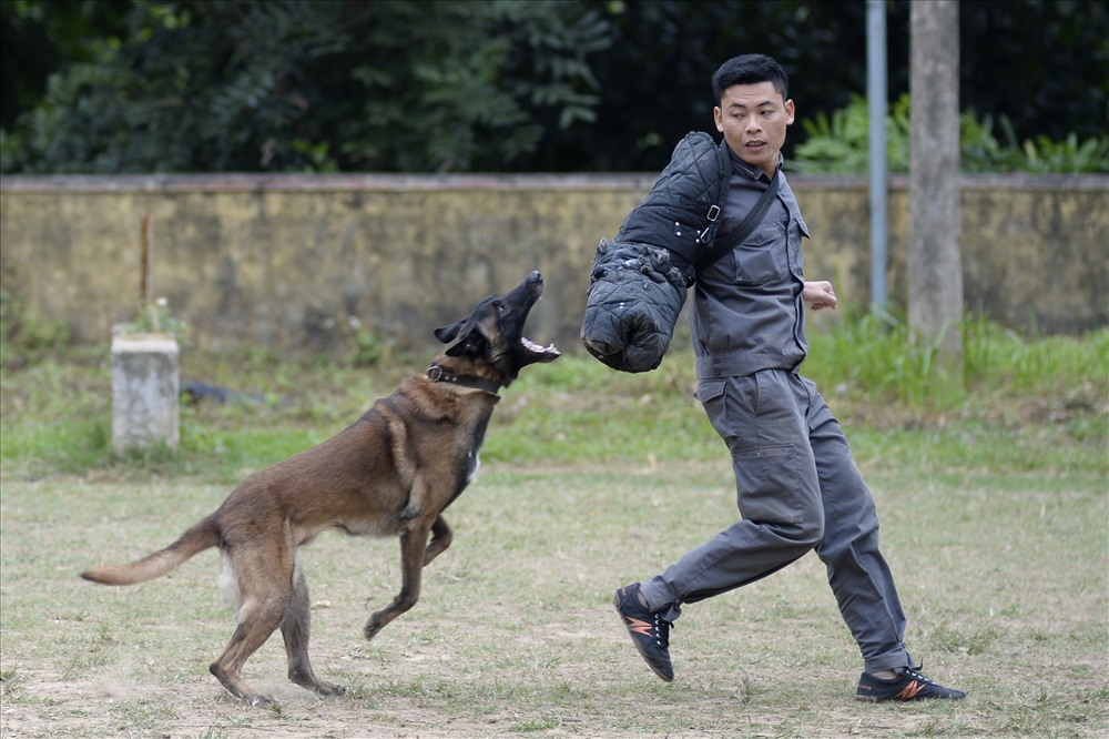 Gần đây, giống Belgian Shepherd (chăn cừu Bỉ) được ưa chuộng và phát triển mạnh. Được đánh giá là một vận động viên xuất sắc, Belgian Shepherd có khả năng tấn công rất ấn tượng.