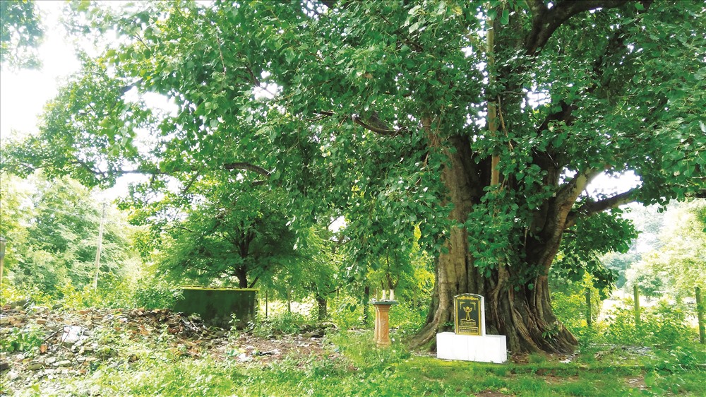 Cây bồ đề hơn 130 năm tuổi đã được công nhận cây di sản. 	Ảnh: H.V.M