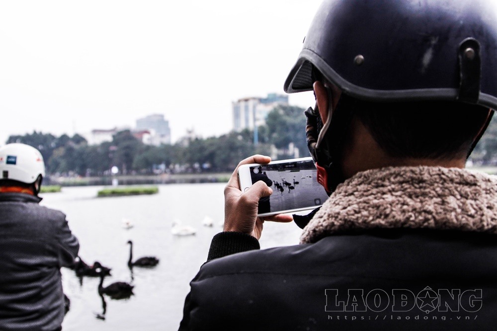 nhiều người dùng điện thoại chụp lại khoảnh khắc thú vị khi đứng cạnh những chú chim thiên nga và thậm chí còn cố gắng chạm vào thiên nga.