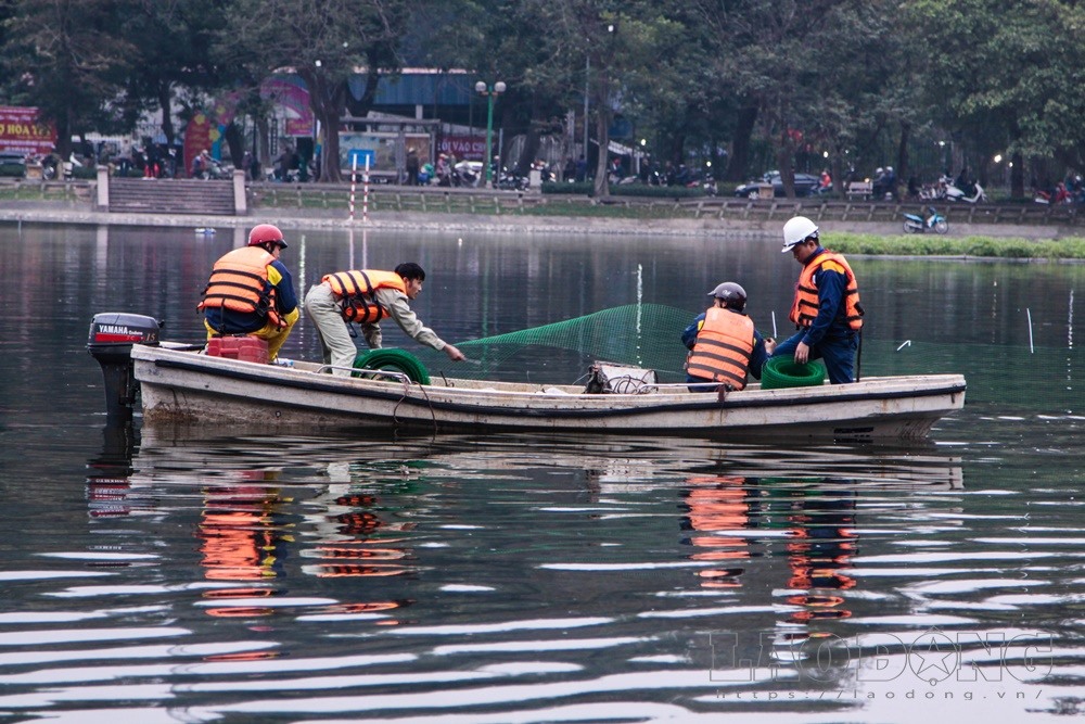 Công nhân giăng lưới quây thiên nga ở hồ Thiền Quang.