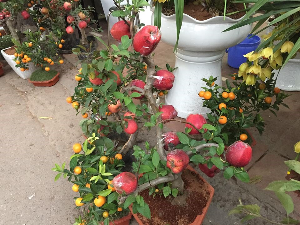 Táo bonsai - cây cảnh hot chơi Tết năm nay cũng xuất hiện tại chợ hoa Hoàng Hoa Thám