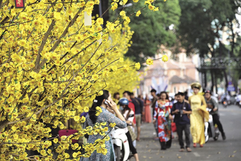 Những ngày giáp Tết, đường Phạm Ngọc Thạch lại bừng lên sắc vàng rực của những cành mai - loài hoa tượng trưng cho cái Tết của người dân miền Nam. 