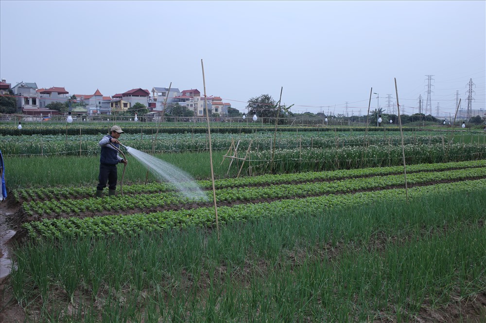 Mọi năm dịp gần Tết, làng hoa Tây Tựu tấp nập khách buôn tới. Tuy nhiên năm nay, thời tiết giá lạnh kéo dài khiến người dân Tây Tựu lại quanh quẩn với nỗi lo “mất mùa, được giá“. 