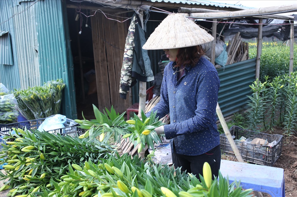 Chị Đinh Thị Hạnh cho biết mỗi vụ đầu tư khoảng 100 triệu đồng, Năm ngoái dân lỗ nhiều, năm nay trồng ít hơn nên giá hoa tăng cao so với mọi năm. Tuy nhiên dù nhiều khách nhưng hoa cũng không nở kịp để bán.