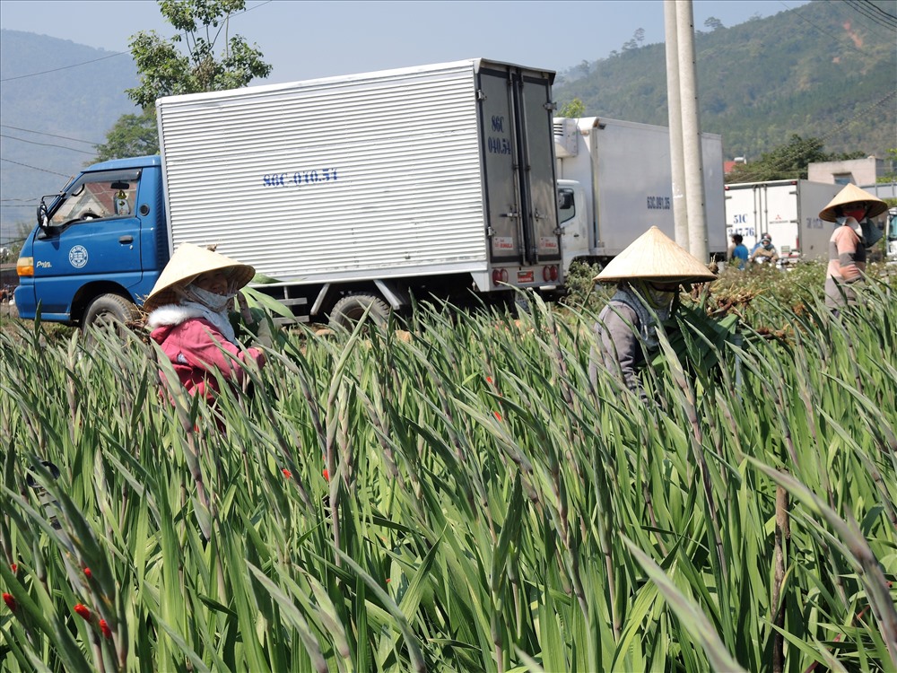 Những xe tải đậu sát ruộng để thu mua hoa tươi của người dân (ảnh K.Q)