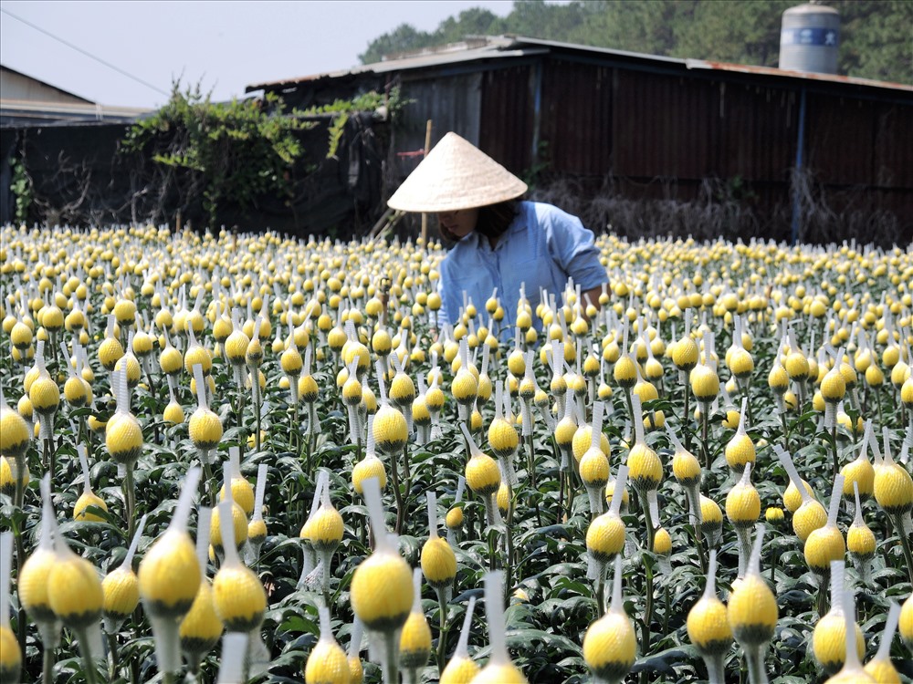 Ngoài hoa lay ơn, cúc trứng cũng được một số người dân ở Lâm Đồng trồng để bán trưng tết (ảnh K.Q)
