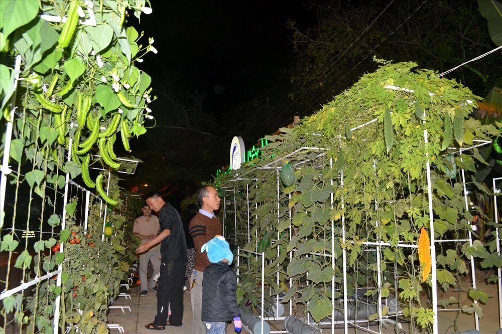 Không chỉ xem hoa, người dân và du khách còn được tận mắt chiêm ngưỡng vườn cây trái sum sê ngay tại thành phố. Ảnh: Châu Tường