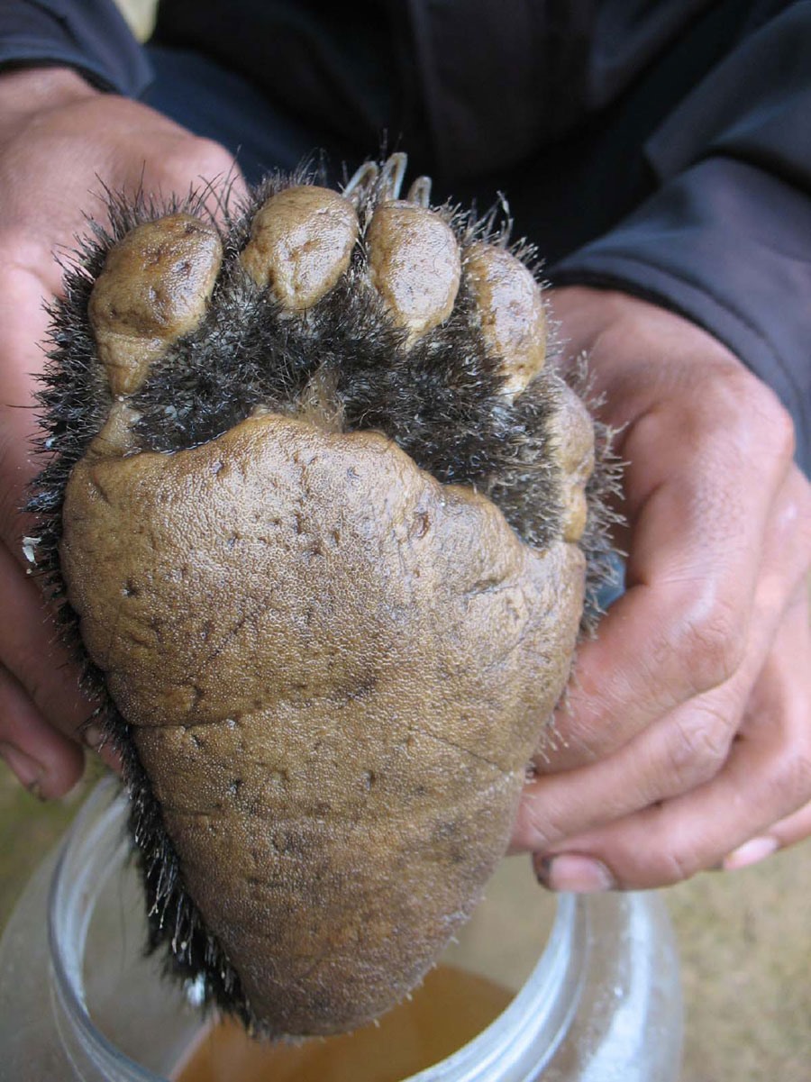 Tàn sát thú rừng ở Lào và Việt Nam, những hình ảnh của sự tàn độc với thiên nhiên!