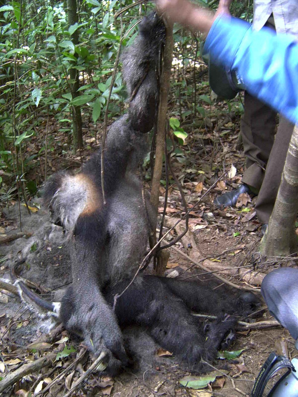 Động vật hoang dã bị tàn sát và trưng bày, bán buôn ở Việt Nam. Ảnh: Tâm Ninh.