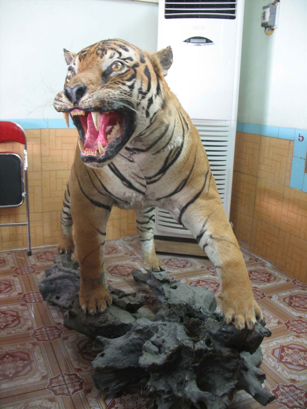 Động vật hoang dã bị tàn sát và trưng bày, bán buôn ở Việt Nam. Ảnh: Tâm Ninh.