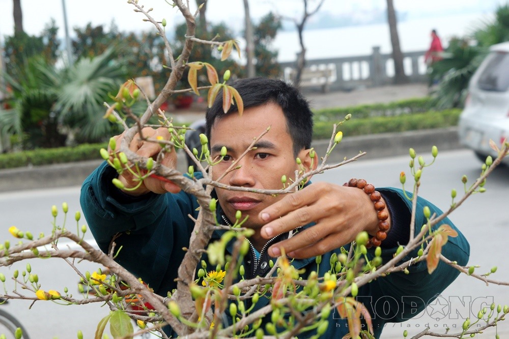 Anh Đại cho biết, không muốn bán gốc mai này.