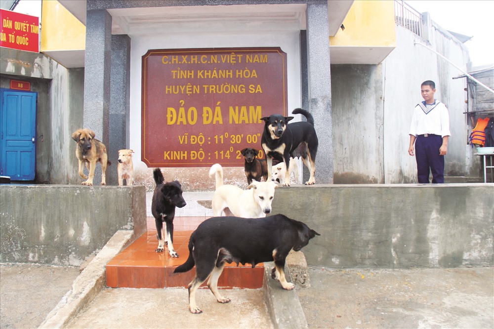 Đàn chó ở đảo Đá Nam đang chờ khách từ đất liền đến thăm đảo.