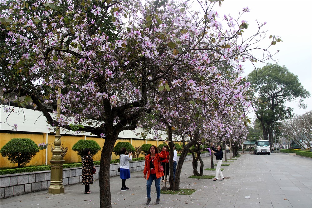 Mỗi dịp tháng 3 về, nhiều con đường thủ đô đã ngợp trắng sắc màu hoa ban đặc biệt là đường Bắc Sơn - con đường nhỏ nằm ngay trên đường Hoàng Diệu phía sau lăng Bác.