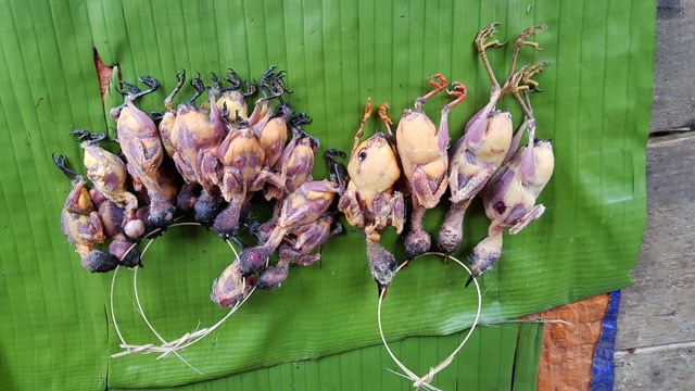 Chim rừng bị được vặt lông khi còn đang sống, xâu lạt thành chuỗi như vòng nguyệt quế, bày bán kín cả một góc chợ tỉnh Hủa Phăn, Lào.