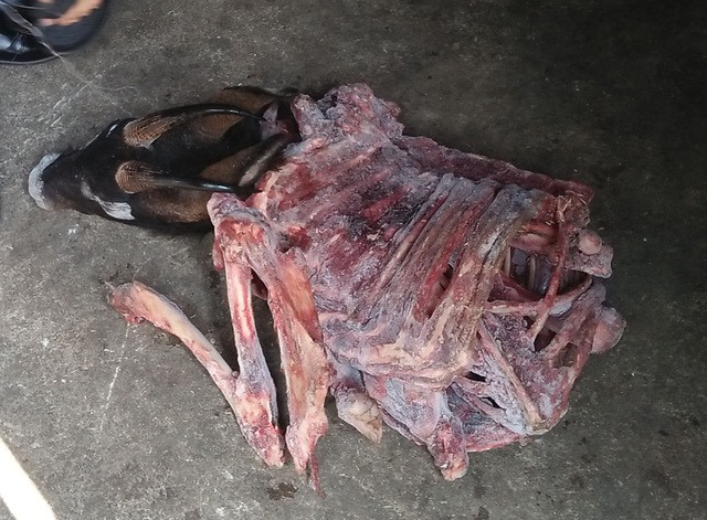 Tại Nghệ An, một con sơn dương mang từ rừng Lào về, bị giết, ăn thịt, còn bộ xương đỏ ối “ráp nối” với cái đầu và sừng nguyên vẹn để giao hàng cho khách về nấu lẫn cao khỉ và cao hổ.