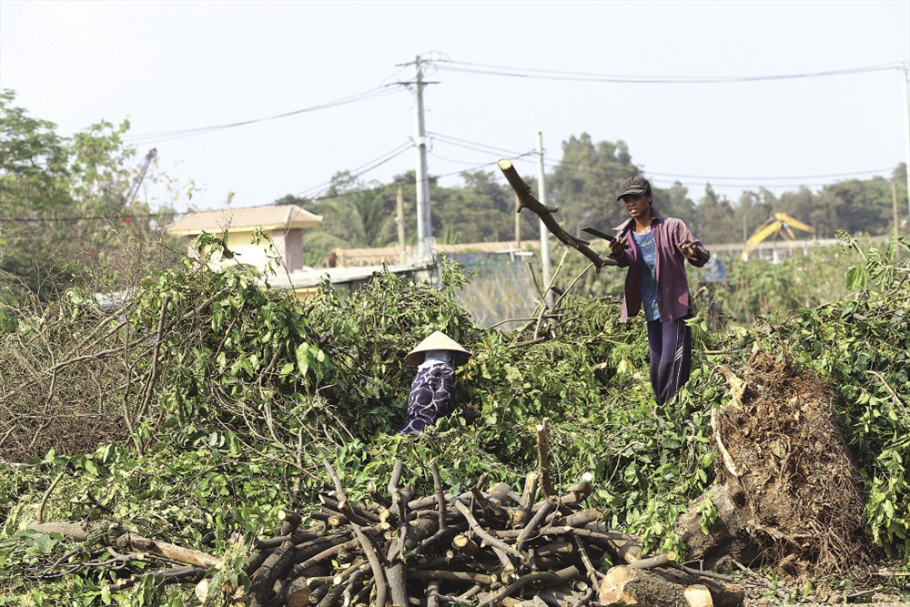 Gia đình bà Võ Thị Châu đang nhặt những cành cây trên bãi rác. Ảnh: TRƯỜNG SƠN