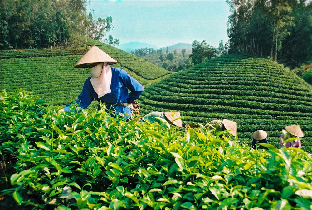 Nhờ hợp chất EGCG, trà xanh được các chuyên gia đánh giá là thức uống tốt nhất cho sức khỏe (ảnh internet)