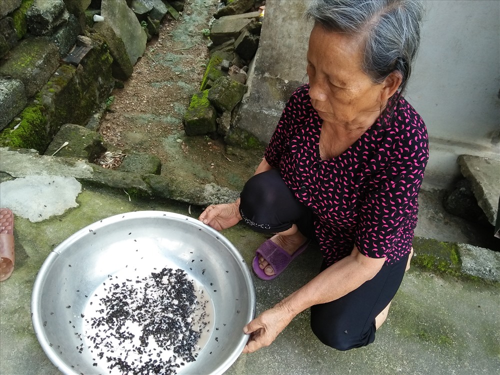 Bà Lê Thị Lục (thôn Đông Xá): Tôi dùng thuốc trừ ruồi, nhặng, nhưng ngày nào cũng diệt mà càng diệt chúng càng đông đúc nên cũng nản.