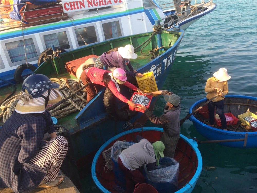 Phụ nữ Lý Sơn thu mua cá ở bến cảng để bán lại cho người dân.