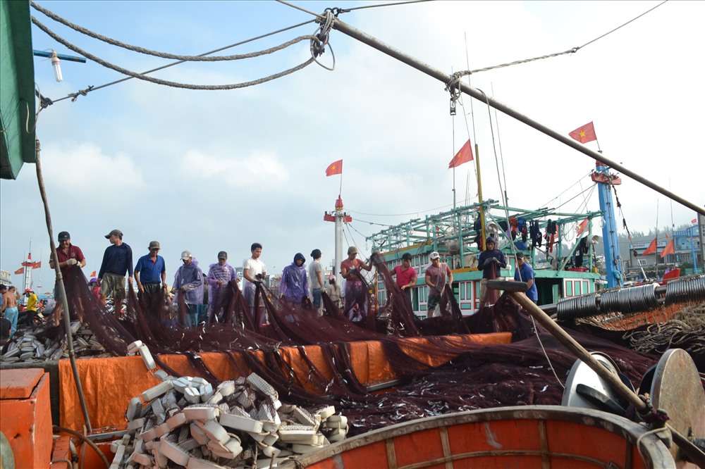 Ngoài tàu cá ông Liêm, nhiều tài cá khác ở Lý Sơn mỗi đêm thu về hàng trăm triệu đồng. Như tàu cá của ngư dân Nguyễn Gia Viên (ở xã An Vĩnh, huyện Lý Sơn), một đêm ra khơi trúng đậm mẻ cá thu về 600 triệu đồng.