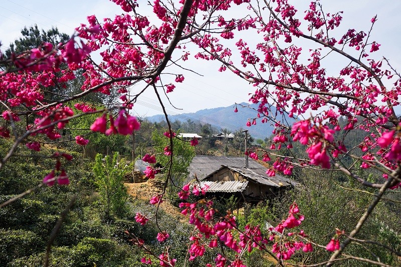 Rừng hoa Tây Bắc là nơi tuyệt vời để tận hưởng cảnh đẹp của thiên nhiên tại Việt Nam. Những loài hoa đa dạng và đầy màu sắc trải dài trên đồi núi tạo nên một bức tranh hoang sơ và đậm chất tự nhiên, khiến ai nấy đều bị mê hoặc khi nhìn thấy.