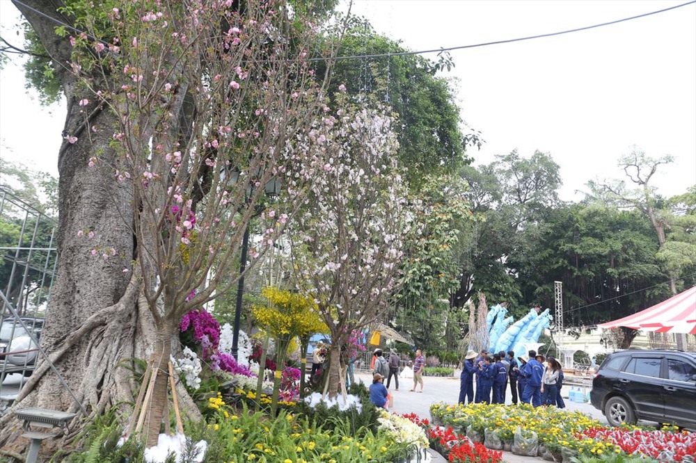 Chỉ còn chưa đầy 1 ngày nữa, Lễ hội hoa anh đào Nhật Bản 2018 sẽ được chính thức khai mạc vào ngày 23.3 tại vườn hoa Lý Thái Tổ (Hoàn Kiếm, Hà Nội)