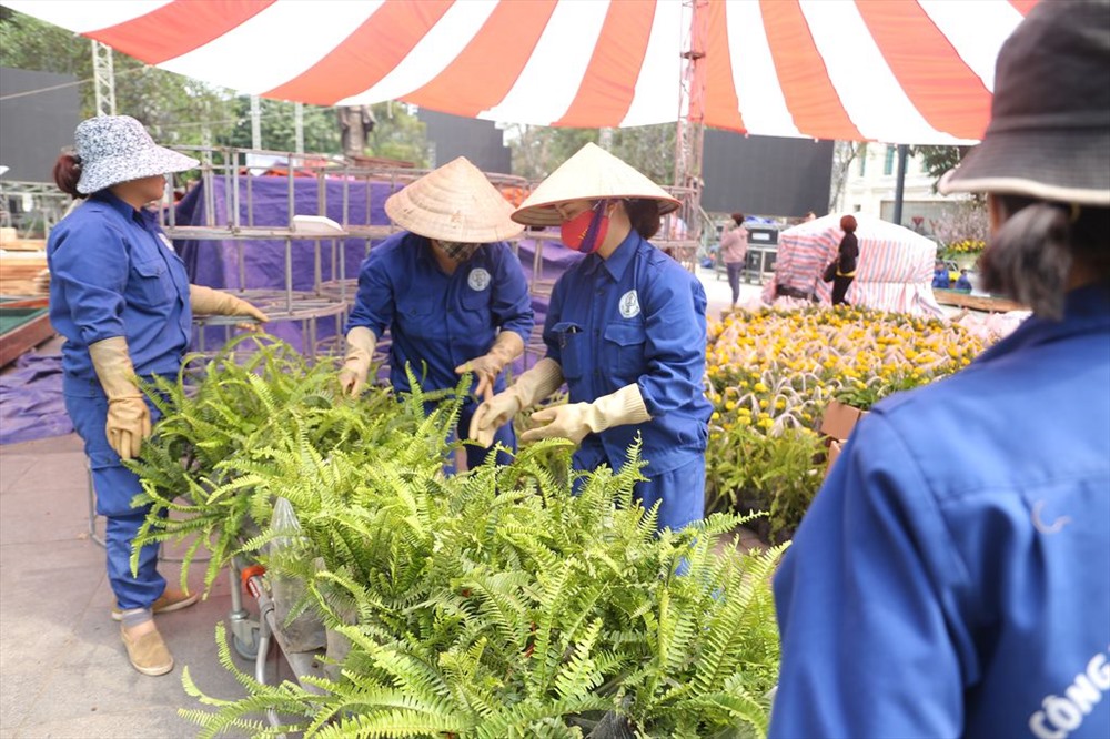 Bên cạnh những cây hoa anh đào, các loại cây đặc trưng của Việt Nam cũng được trưng bày