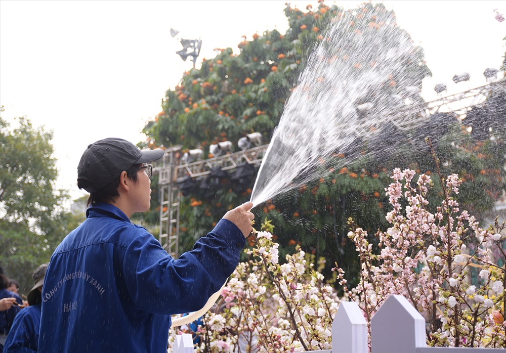 ẢNH 9 ( Phan Anh): Ban tổ chức luôn cho người túc trực chăm sóc để những cây hoa tại khu trưng bày giữ được vẻ đẹp tự nhiên. Dự kiến lễ hội kéo dài đến ngày 26/3/2018.