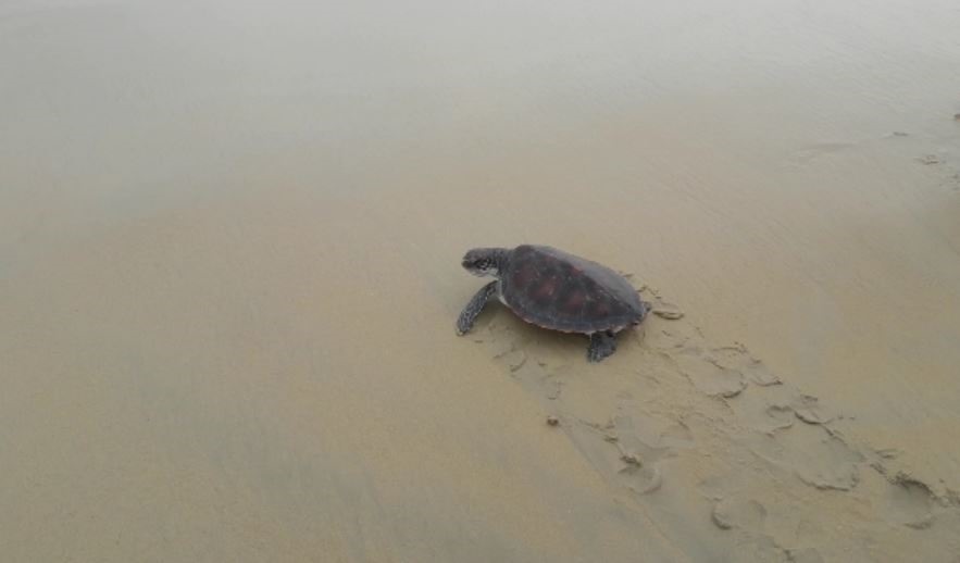 Chú rùa nặng khoảng 6,3kg được thả về biển. Ảnh: CTV