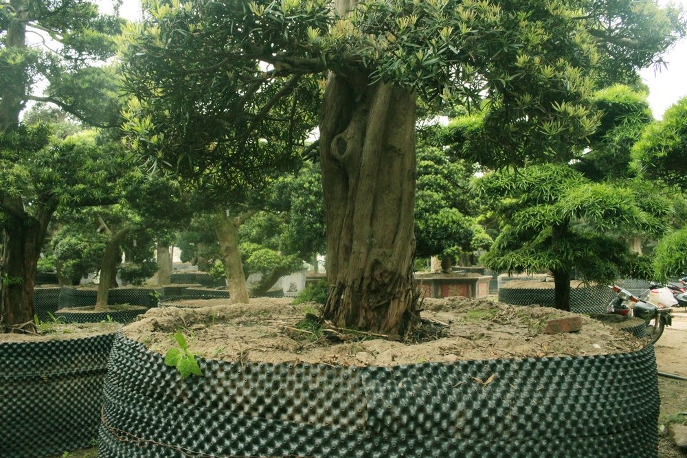 Gốc tùng nhà anh Lành đã phần đã vài trăm tuổi, anh cho biết ở Việt Nam rất hiếm cây tùng nào lâu năm như thế